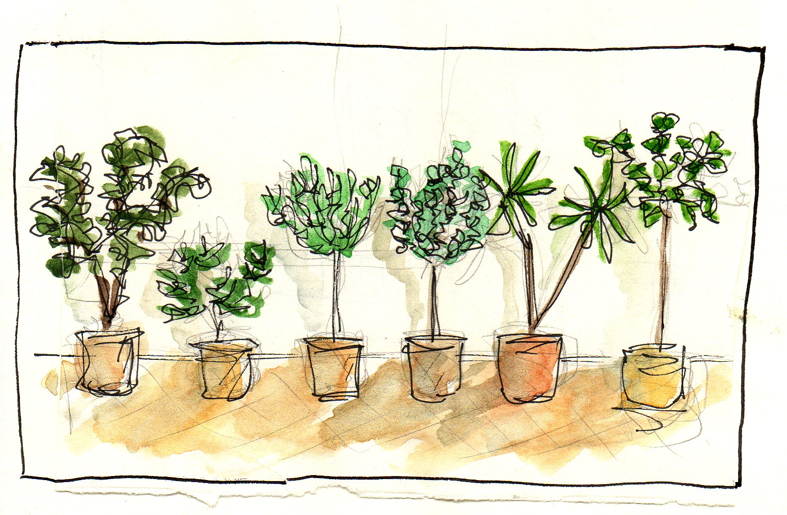 Plants illustration
