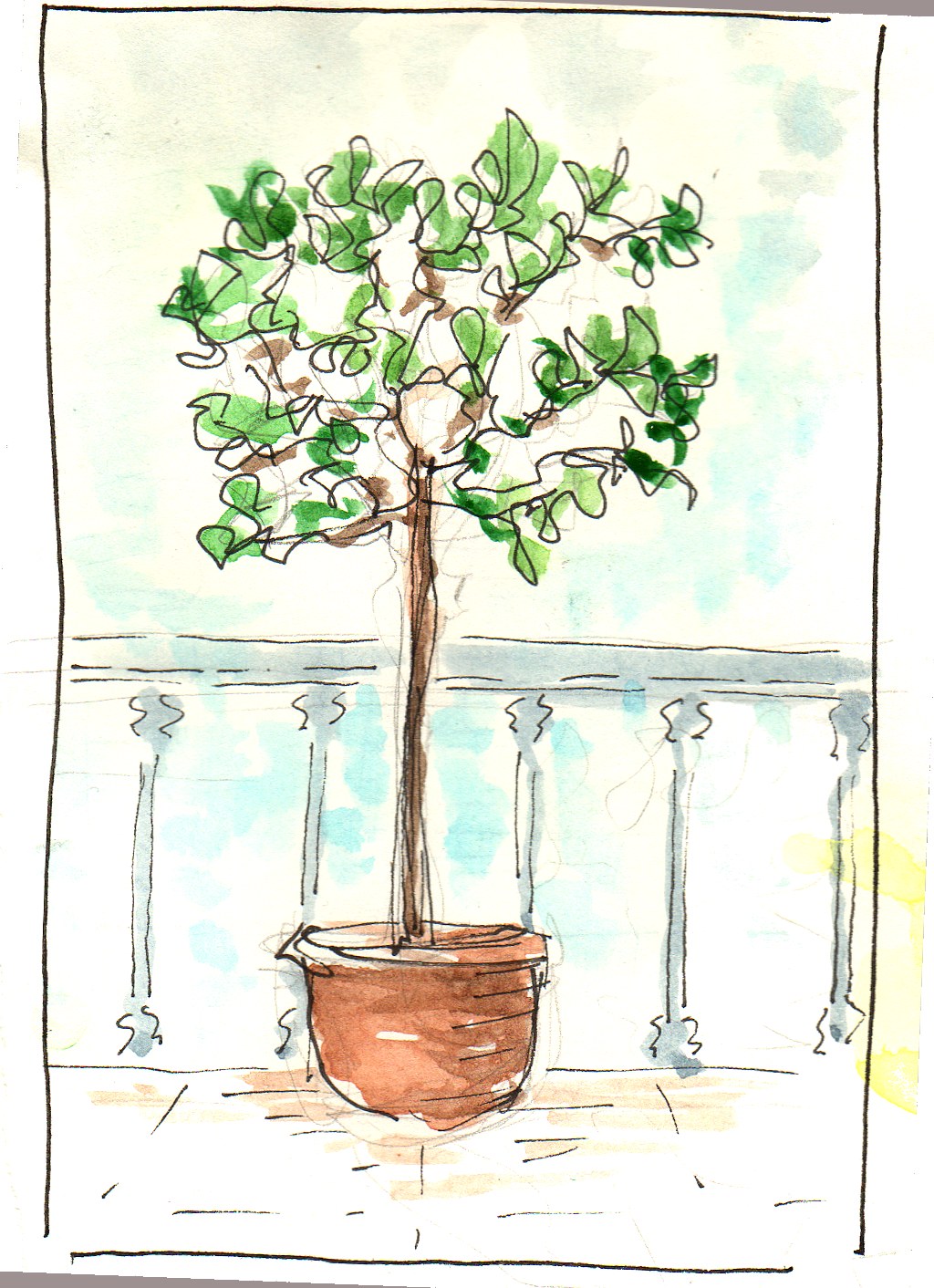 Plant illustration